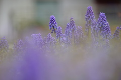 ムスカリの森