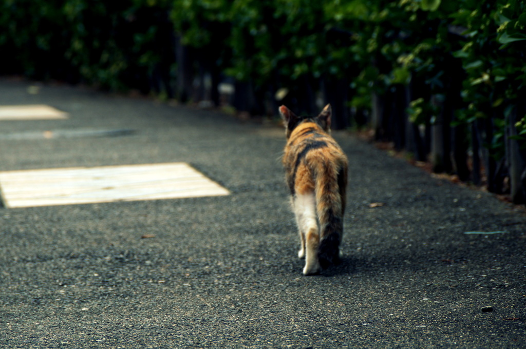 通い慣れた道