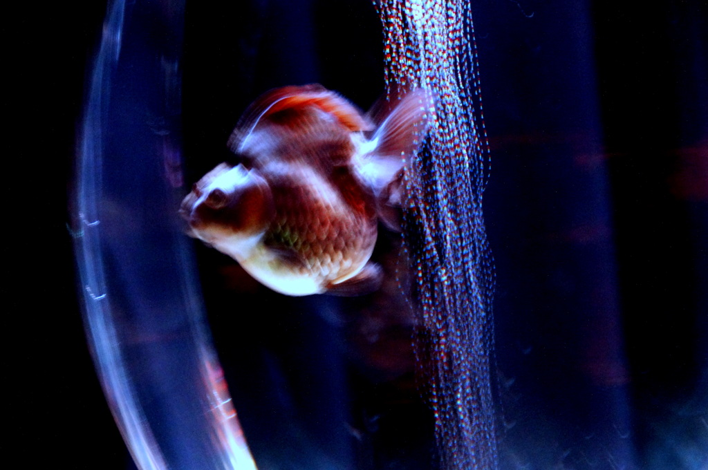 金魚のイリュージョン