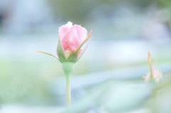 また薔薇の咲く季節