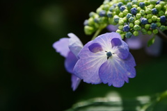 ぶたねこに見えてくる