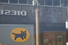 猫の街角
