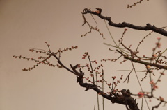紅梅点々
