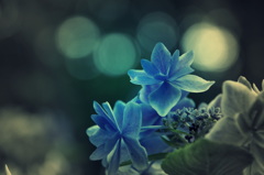 サヨナラはダンスのあとで