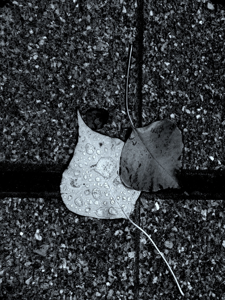 LEAVES