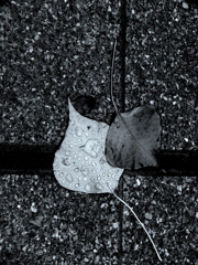 LEAVES