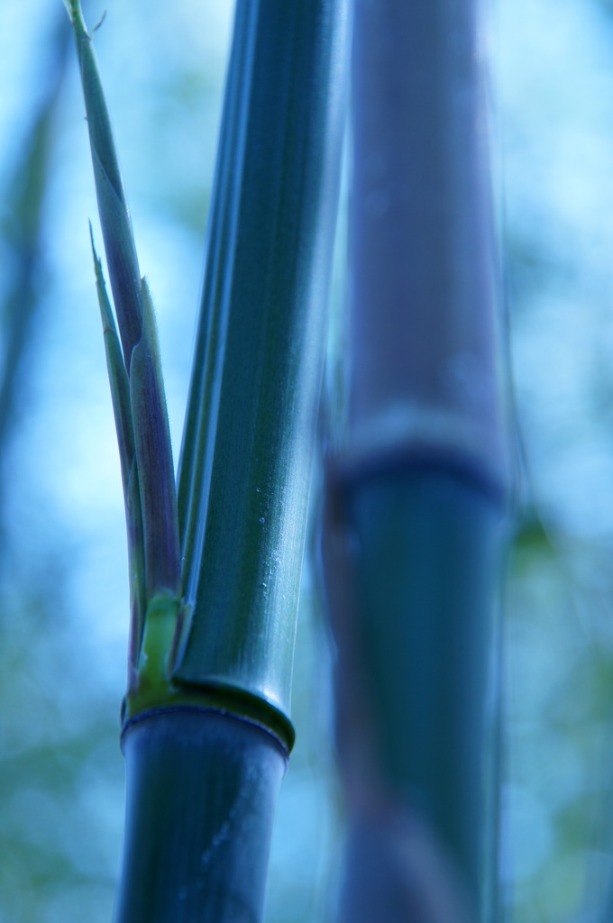 Blue Bamboo