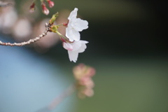 桜 横顔