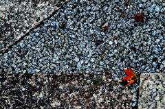 密やかに秋は・・　