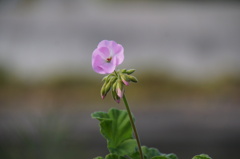 秋の花の色は