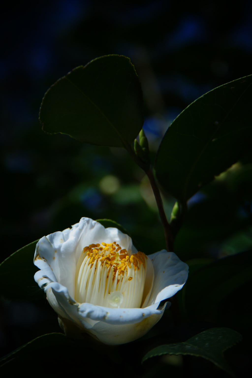 白い花の季節