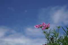 秋空に秋桜