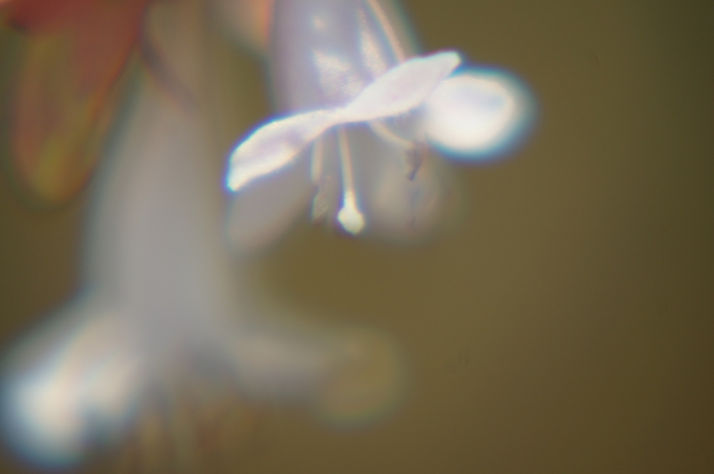 小さなかがやき