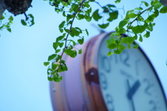 若葉のころ～First of May,2020