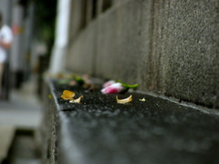 雨の散歩道