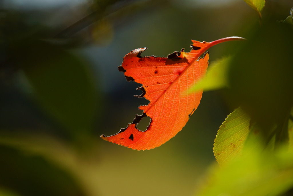 紅葉一葉