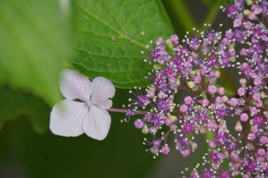 六月の花の輝き