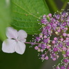 六月の花の輝き