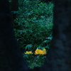 彼岸の黄花