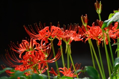 Burning Red