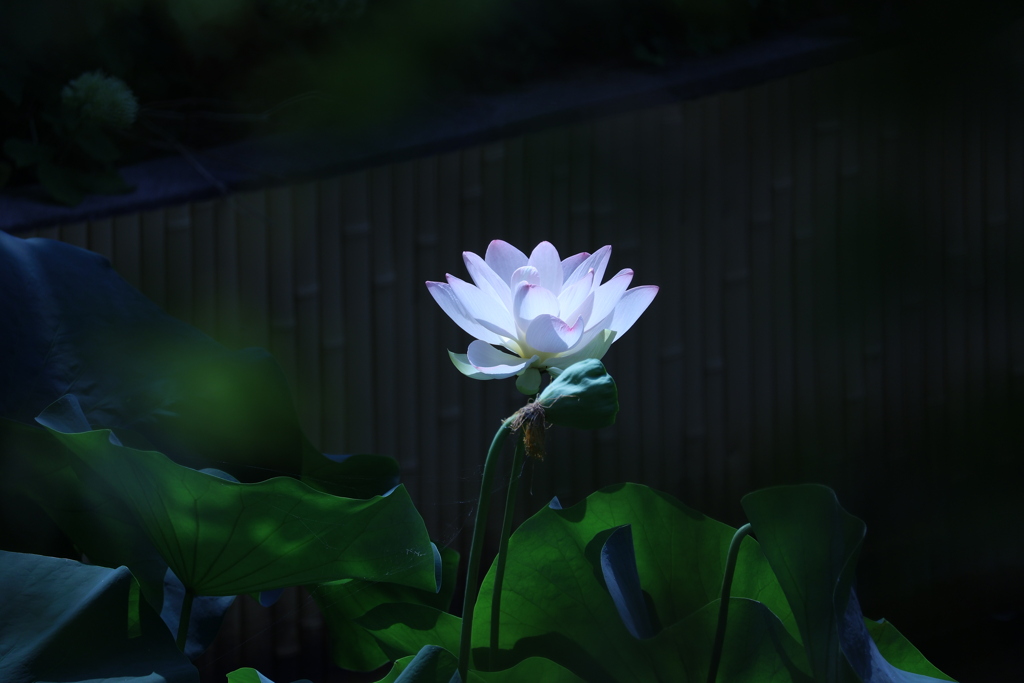 影を照らす