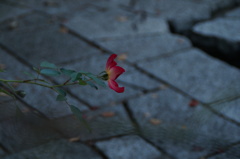 薔薇の孤独