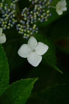 紫陽花はじめました