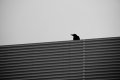 黒と白の境界 黒と白の境界