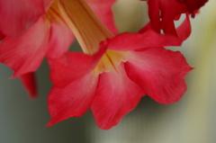 シエスタの誘惑