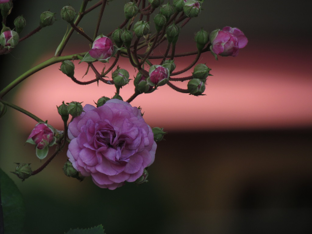 大人の薔薇
