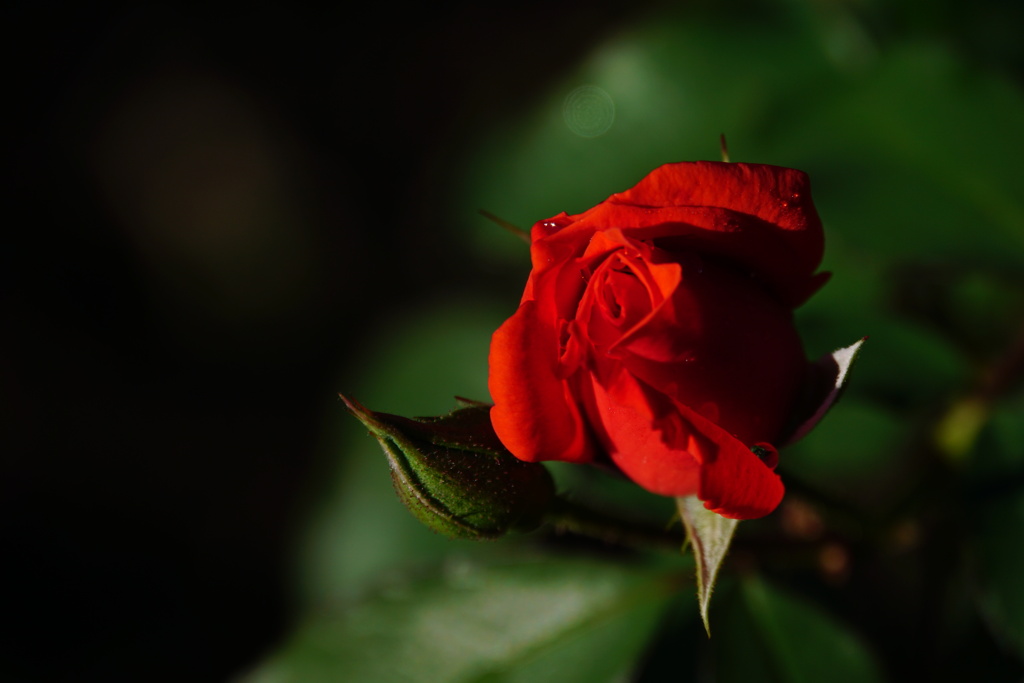 秋の薔薇は何故か切なくて