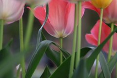赤いチューリップの花言葉は・・