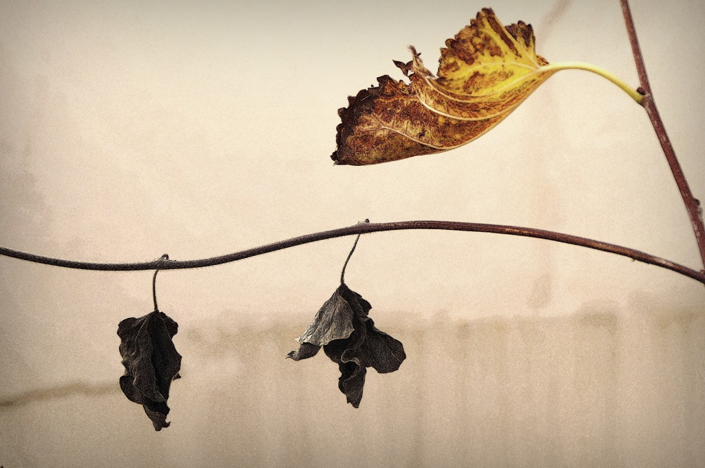 Last leaves of autumn
