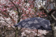 花影の小径