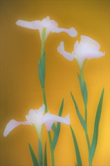 花菖蒲夢幻