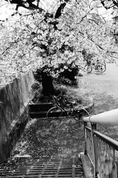 春は桜の樹の下で
