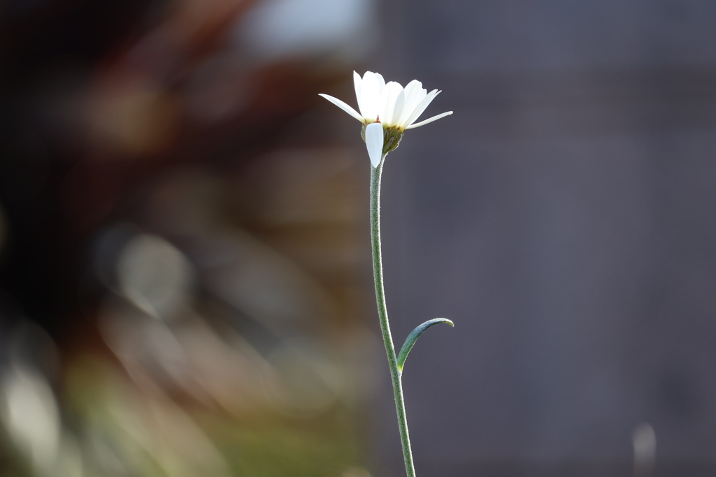 花占い