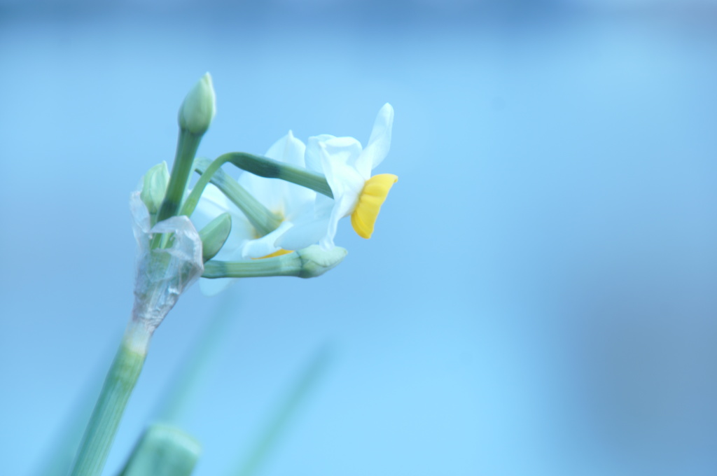 ナルシスの季節