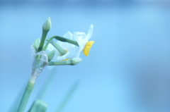 ナルシスの季節