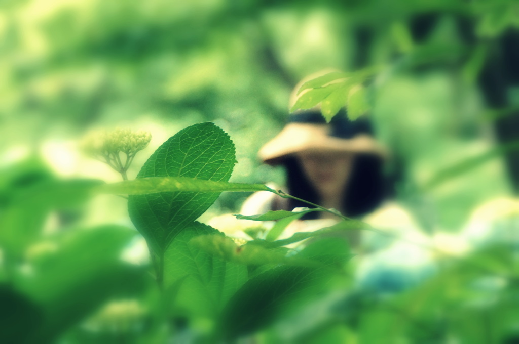 移り気な 紫陽花が好き と言う君