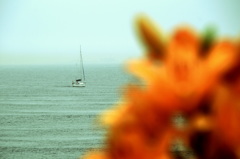 wave in the breeze