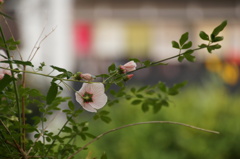 うしろすがた