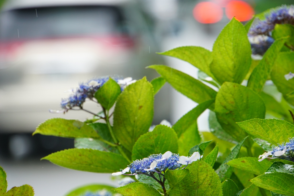 雨に咲く花
