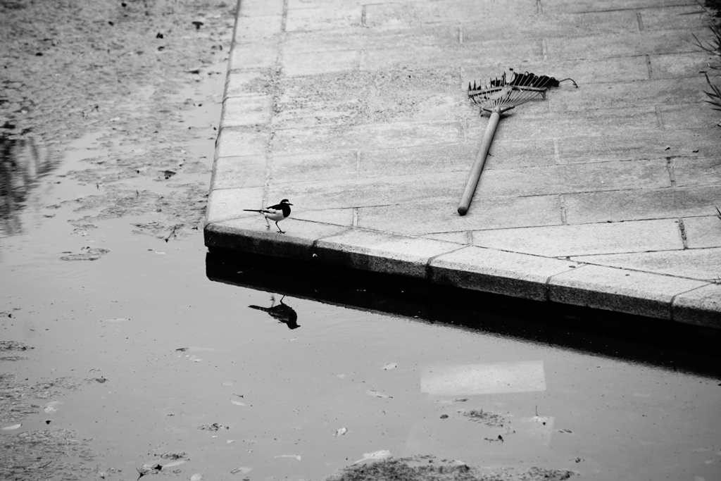 お掃除パトロール