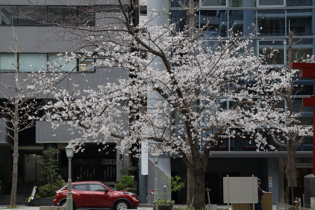 ビル街の目印～一本の桜