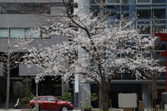 ビル街の目印～一本の桜