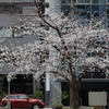 ビル街の目印～一本の桜