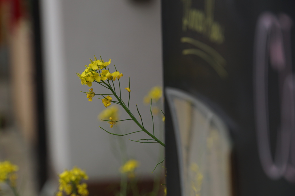 街の菜の花