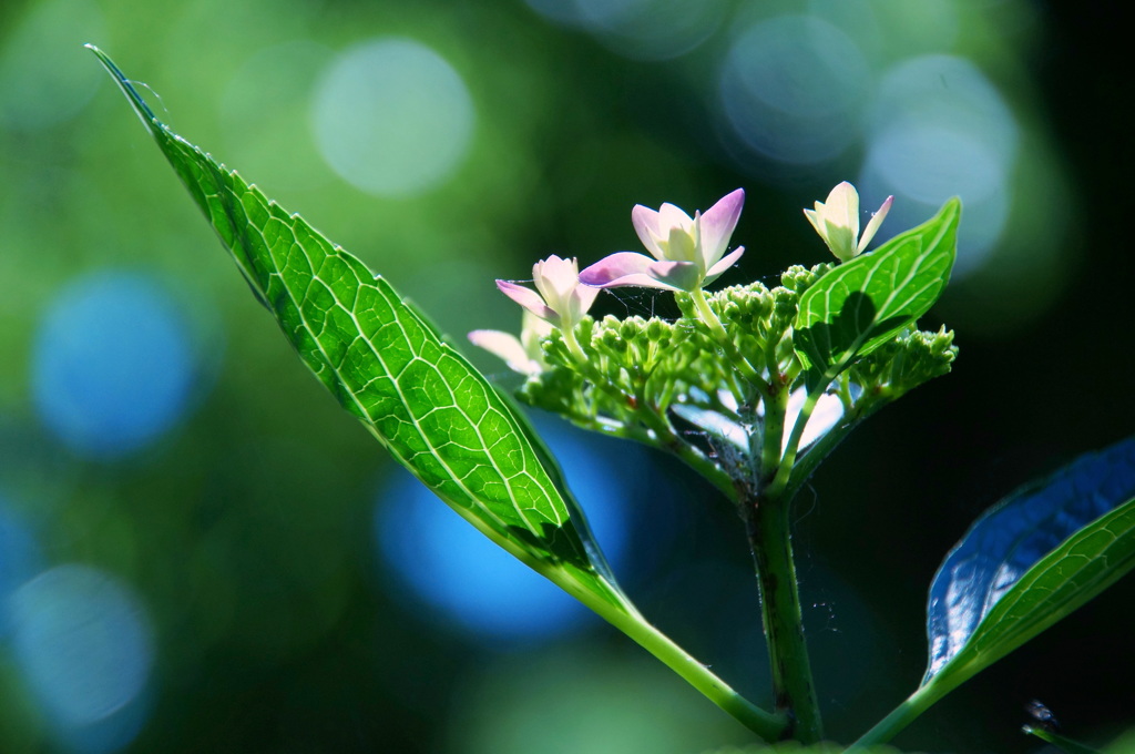 紫陽花のデビュー