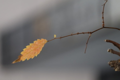 街角の小さな秋のしるし